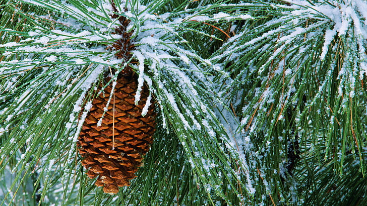 Pine Tree, Backgrounds wallpaper