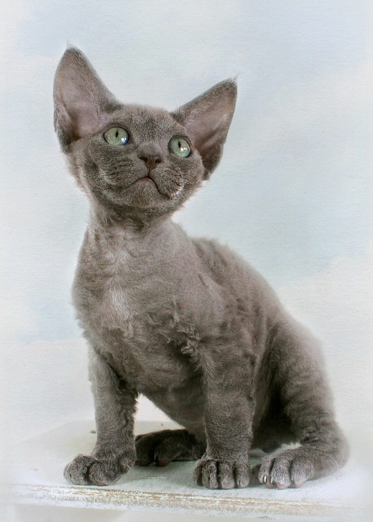 Kitten, Devon Rex phone wallpaper