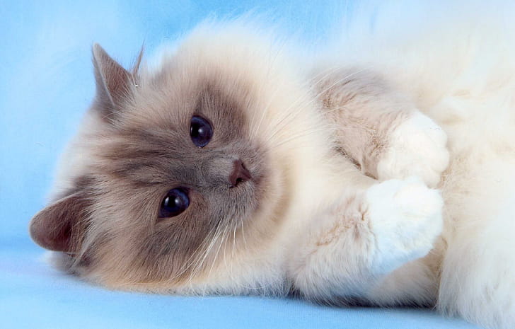 Birman, Cat wallpaper
