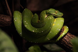 Python ,  Ultra , Impressive visuals, Serpent showcase wallpaper