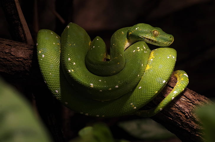 Python ,  Ultra , Impressive visuals, Serpent showcase wallpaper
