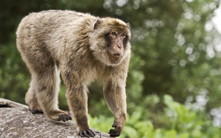 Monkey, monkey , nature graphy, cute creatures wallpaper