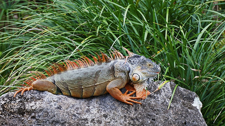 Iguana, ,  ,  background wallpaper