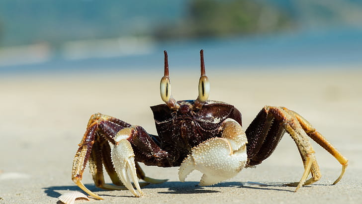 Ghost crab, Crabs wallpaper