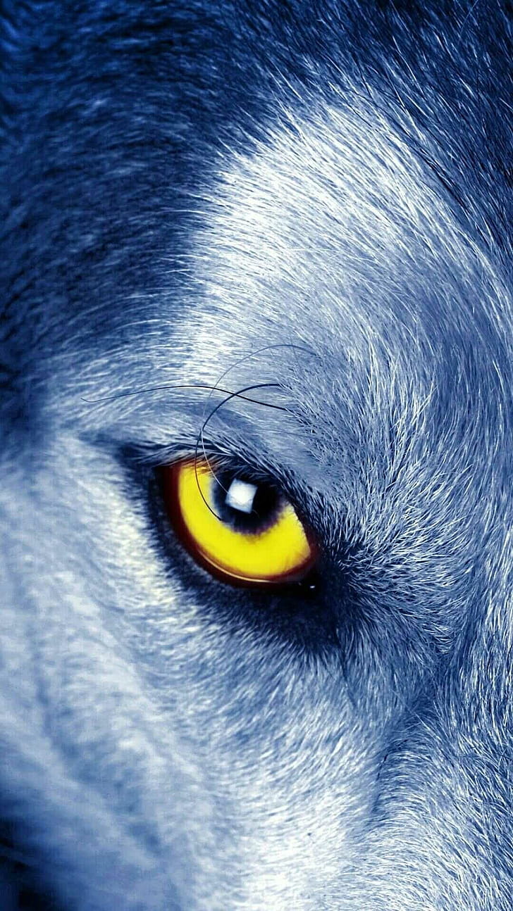 Close-up, Wolves phone wallpaper