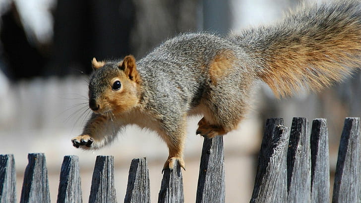 Fox squirrel, Squirrels wallpaper