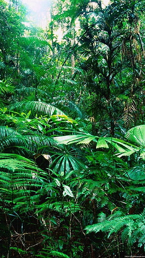Amazon Forest , phone wallpaper