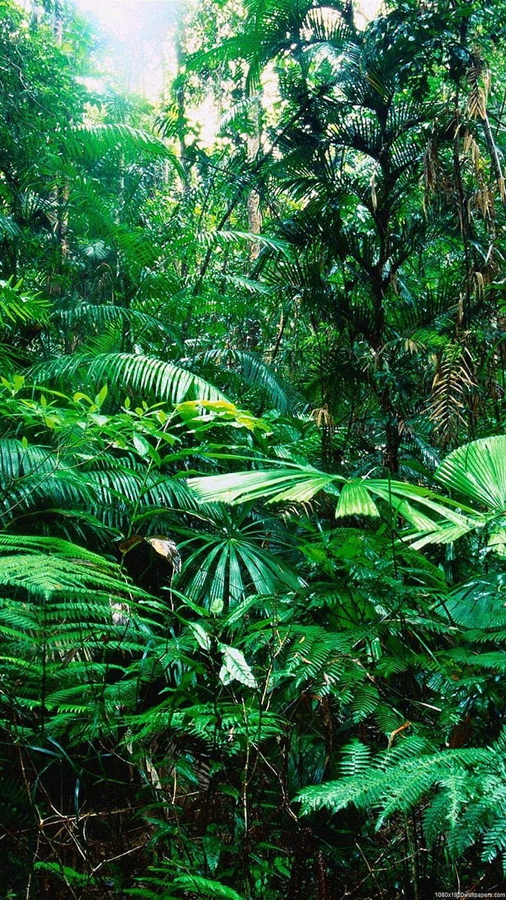 Amazon Forest , phone wallpaper