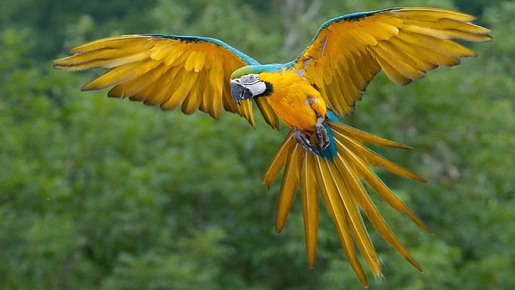 Flight, Parrots wallpaper