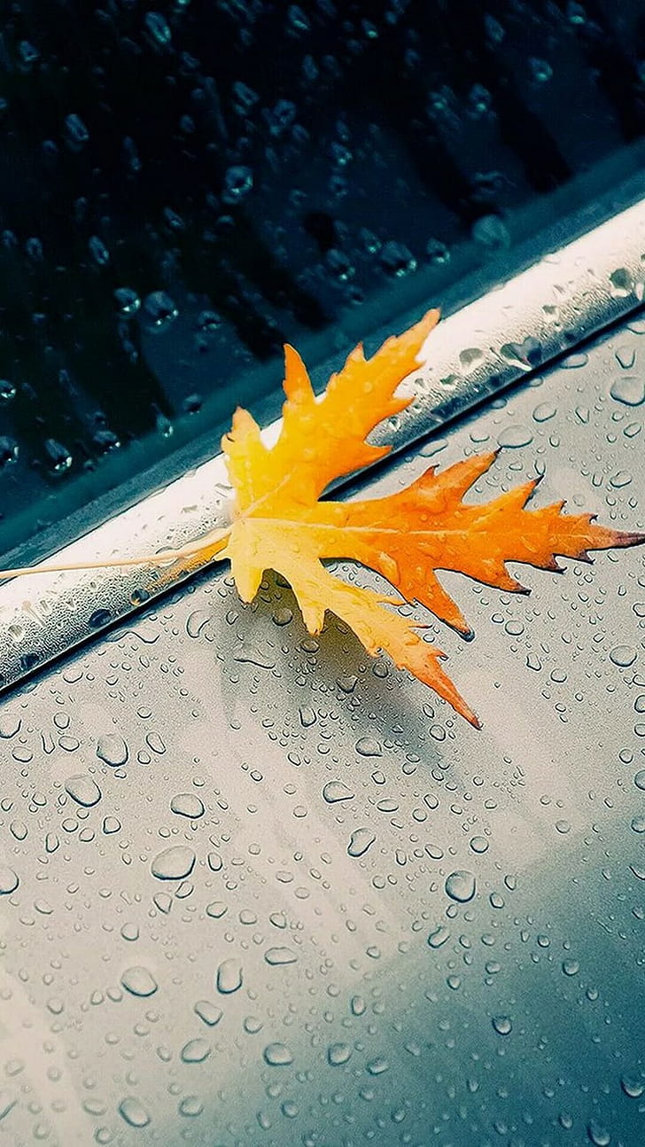 Leaf, Rain phone wallpaper
