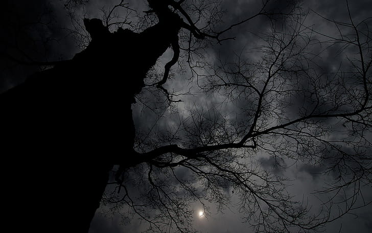 Trees,  , Tree wallpaper