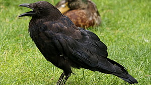 Corvus corax, Crows wallpaper