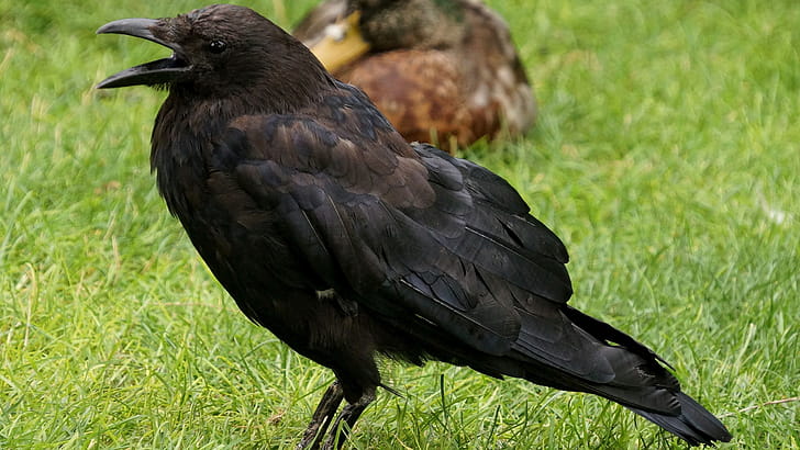 Corvus corax, Crows wallpaper
