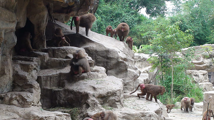 Hamadryas baboon, Baboon wallpaper