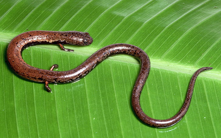 Slender, Salamander wallpaper