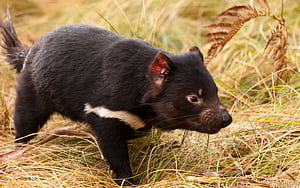 Tasmanian Devil , Collection, Devil, Background wallpaper
