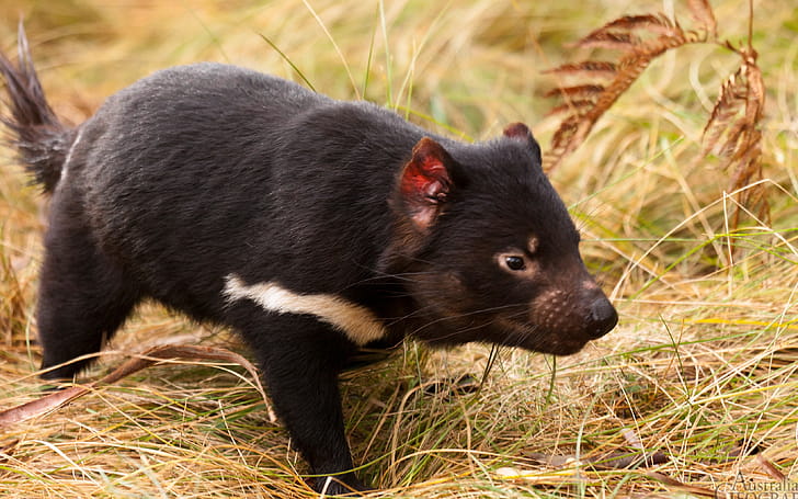 Tasmanian Devil , Collection, Devil, Background wallpaper