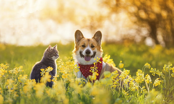 Cat, Corgis wallpaper