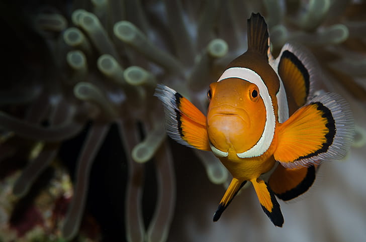 Close-up, Clown Fish wallpaper