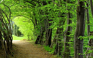 Path wallpaper