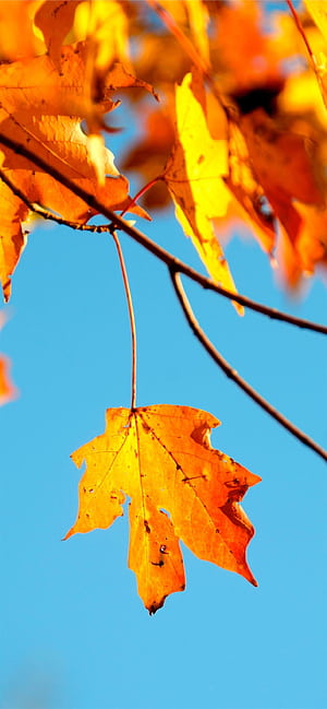 Shallow graphy, Maple leaf, iPhone 11 , phone wallpaper