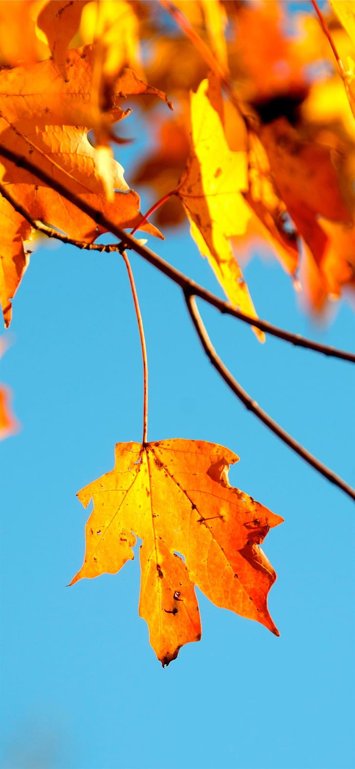 Shallow graphy, Maple leaf, iPhone 11 , phone wallpaper