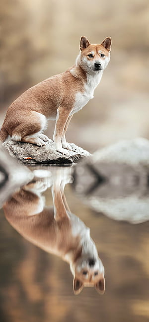 Reflection, Shibas phone wallpaper