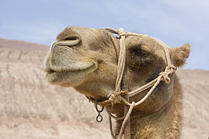 Release Apache camel, Software updates wallpaper