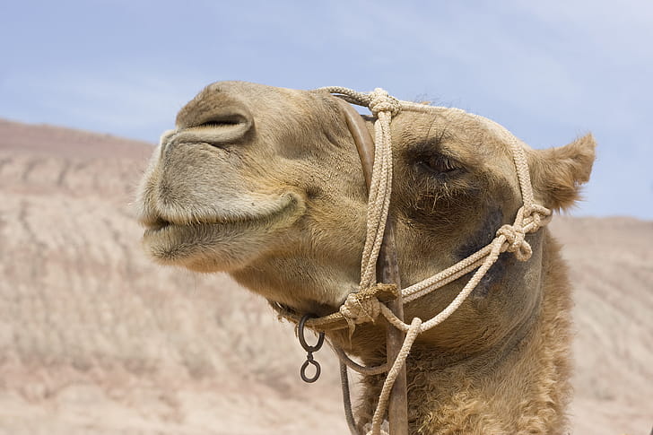Release Apache camel, Software updates wallpaper