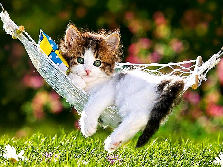 Kitty cat, Cat wallpaper