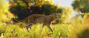 Leopard Wild , leopard, animals wallpaper