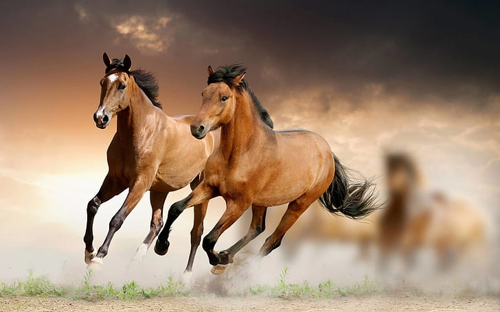 Galloping mustangs, Horses wallpaper