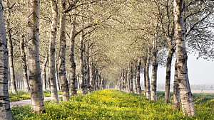 Birch tree , 26 , Birch tree wallpaper