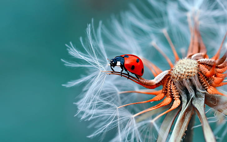 Ladybugs, Insects wallpaper