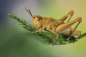 Grasshopper, Macro background, Section macro, Resolution wallpaper