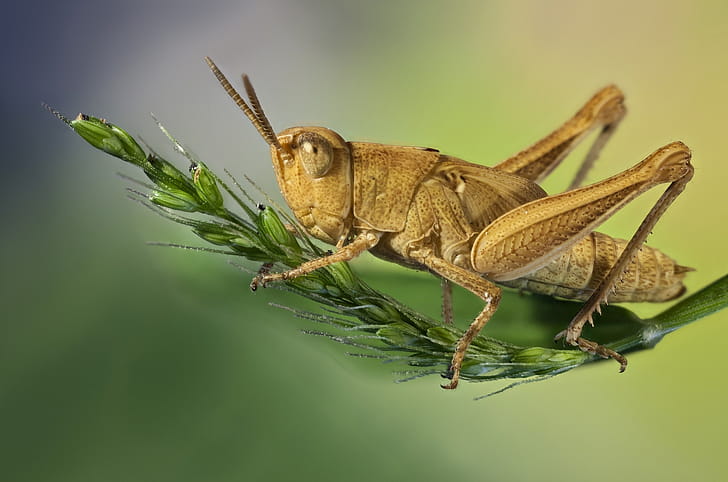 Grasshopper, Macro background, Section macro, Resolution wallpaper