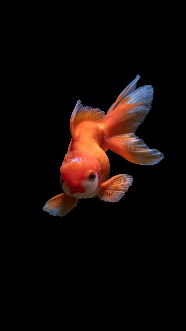 Oranda, Goldfish phone wallpaper