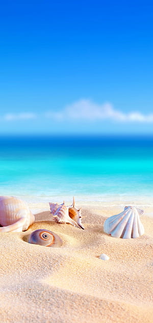 Seashells, Summer phone wallpaper