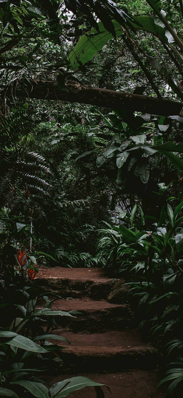 Steps, Jungles phone wallpaper