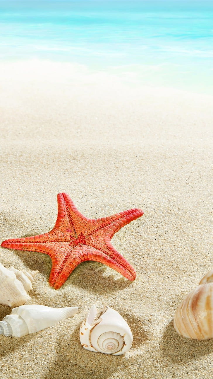 Starfish, Sea Shell phone wallpaper