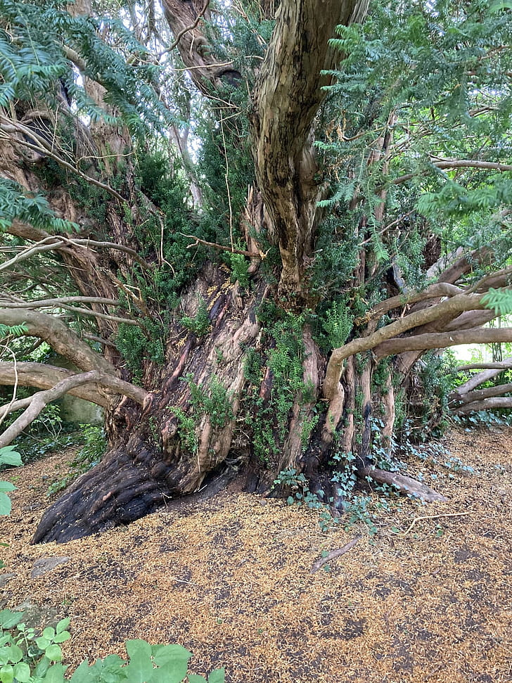 Tree frontiers, Tree, Yew tree phone wallpaper