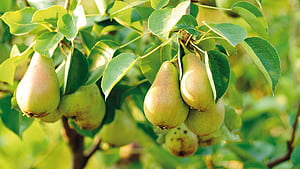 Tree, Pear wallpaper