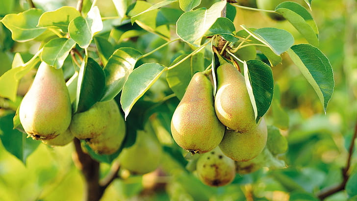 Tree, Pear wallpaper