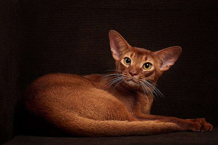 Red, Abyssinian wallpaper