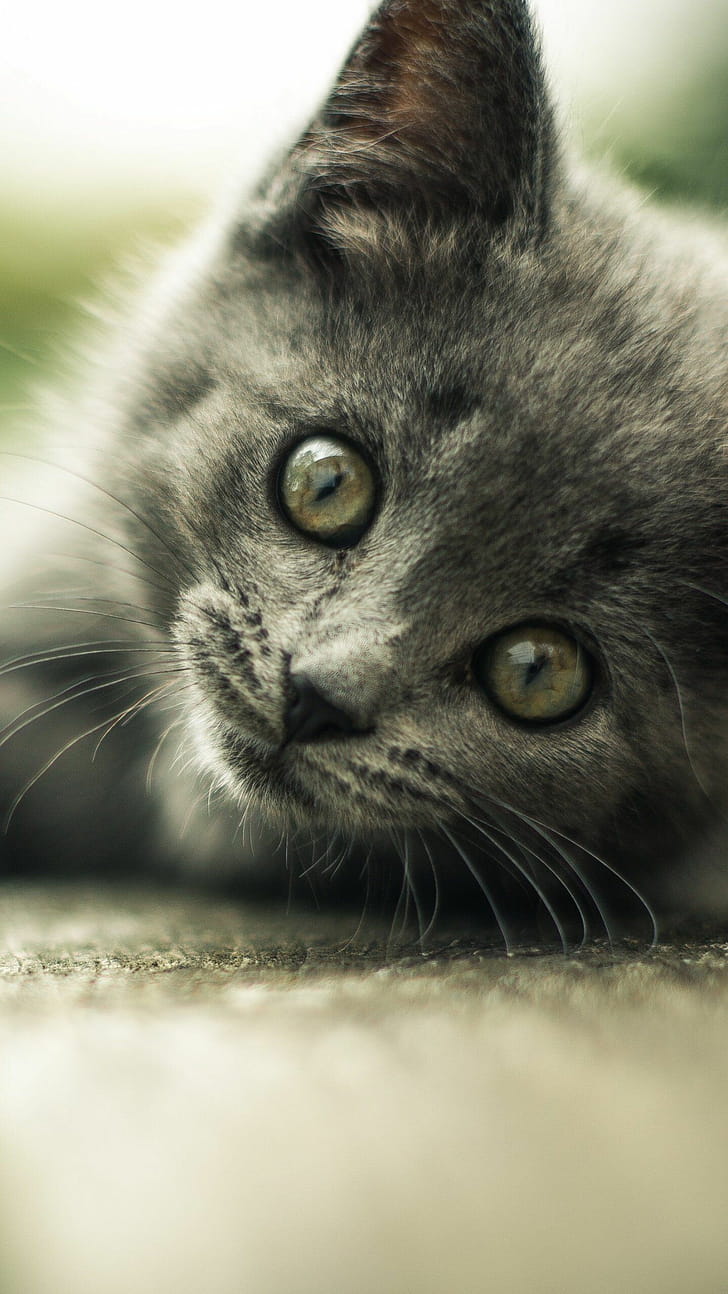Gray kitten, iPhone Android,  backgrounds phone wallpaper