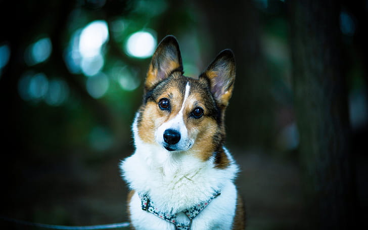 Welsh corgi , Widescreen , Full wallpaper