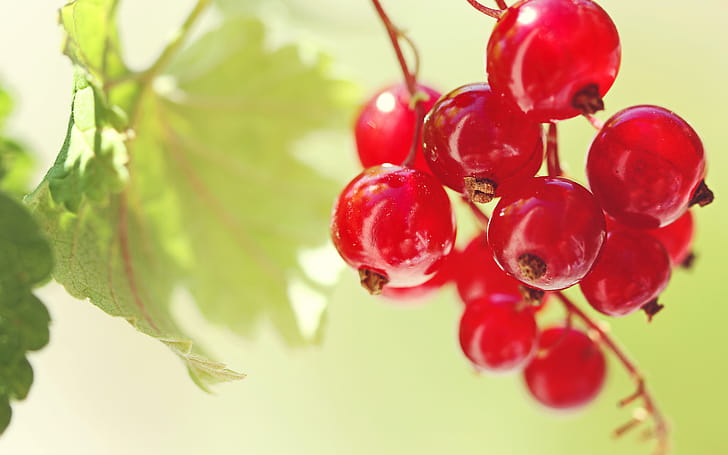 Currants, , Background wallpaper