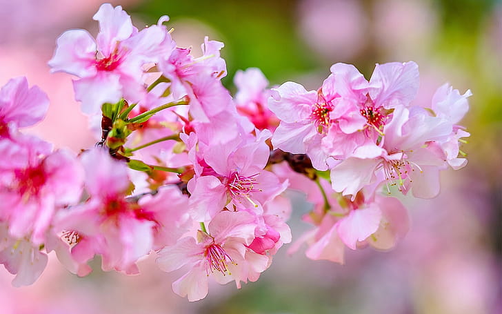 Cherry Blossom, Spring wallpaper