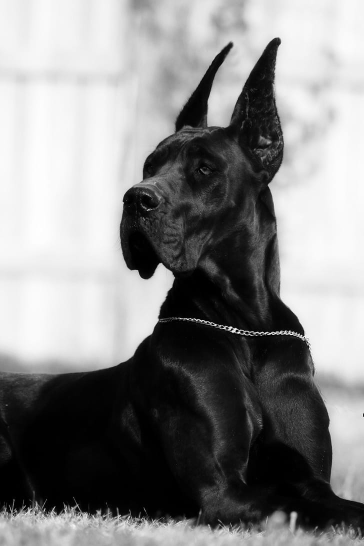 Cropped ears, Great Danes phone wallpaper