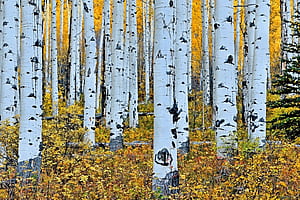 Aspen Tree,  collection, Tree , Rustic charm wallpaper
